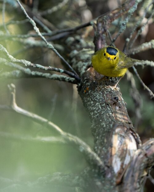 Hundreds of bird species fly over and nest in the Saginaw Bay Watershed, making this a paradise for birdwatchers. Here is a Wilson's Warbler at Tawas Point.