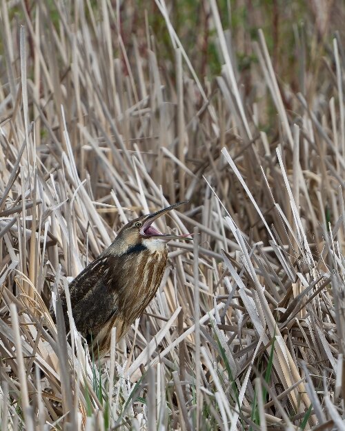 An American Bittern calls out from a resting spot at Tuttle Marsh in Oscoda.