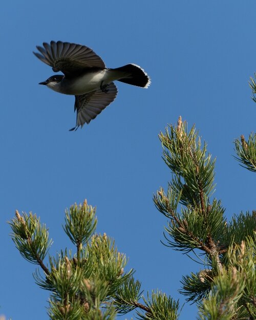 An Eastern Kingbird soars above Tawas Point.