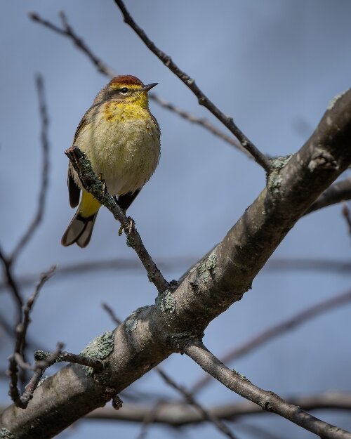 If you don't recognize a bird, smartphone apps can help. Upload a photo or record the bird's song to instantly identify most species. Here, a Palm Warbler sits on a branch at Tawas Point.
