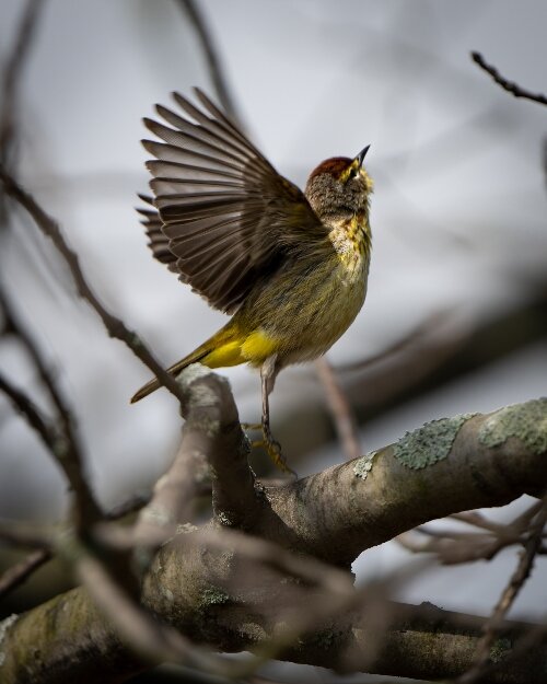 A Palm Warbler gets ready to take flight from Tawas Point.
