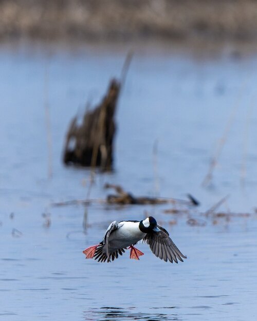 A Bufflehead skims the water at Tuttle Marsh in Oscoda.