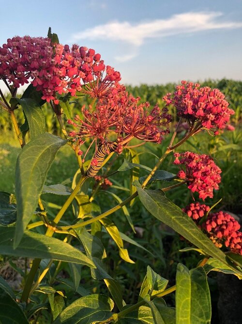 Monarchs in the Rough encourages golf courses to help save monarchs by using a portion of their vast tracts of land to plant milkweed and wildflowers. The species is at risk of extinction. 